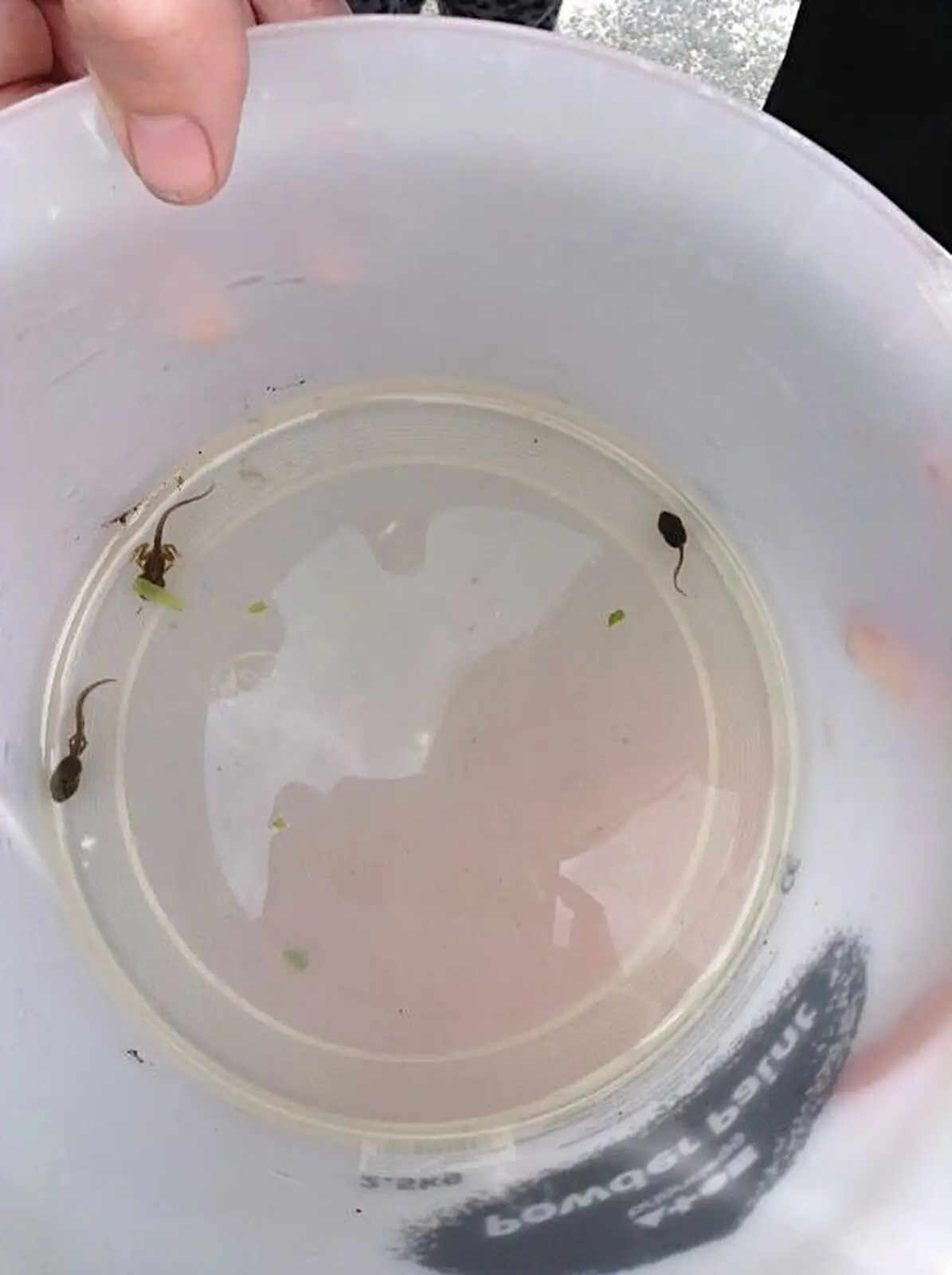 Tadpoles in a dish, from Harry's Nursery Life, Mulberry Bush, Eye, Suffolk - 8th July 2016