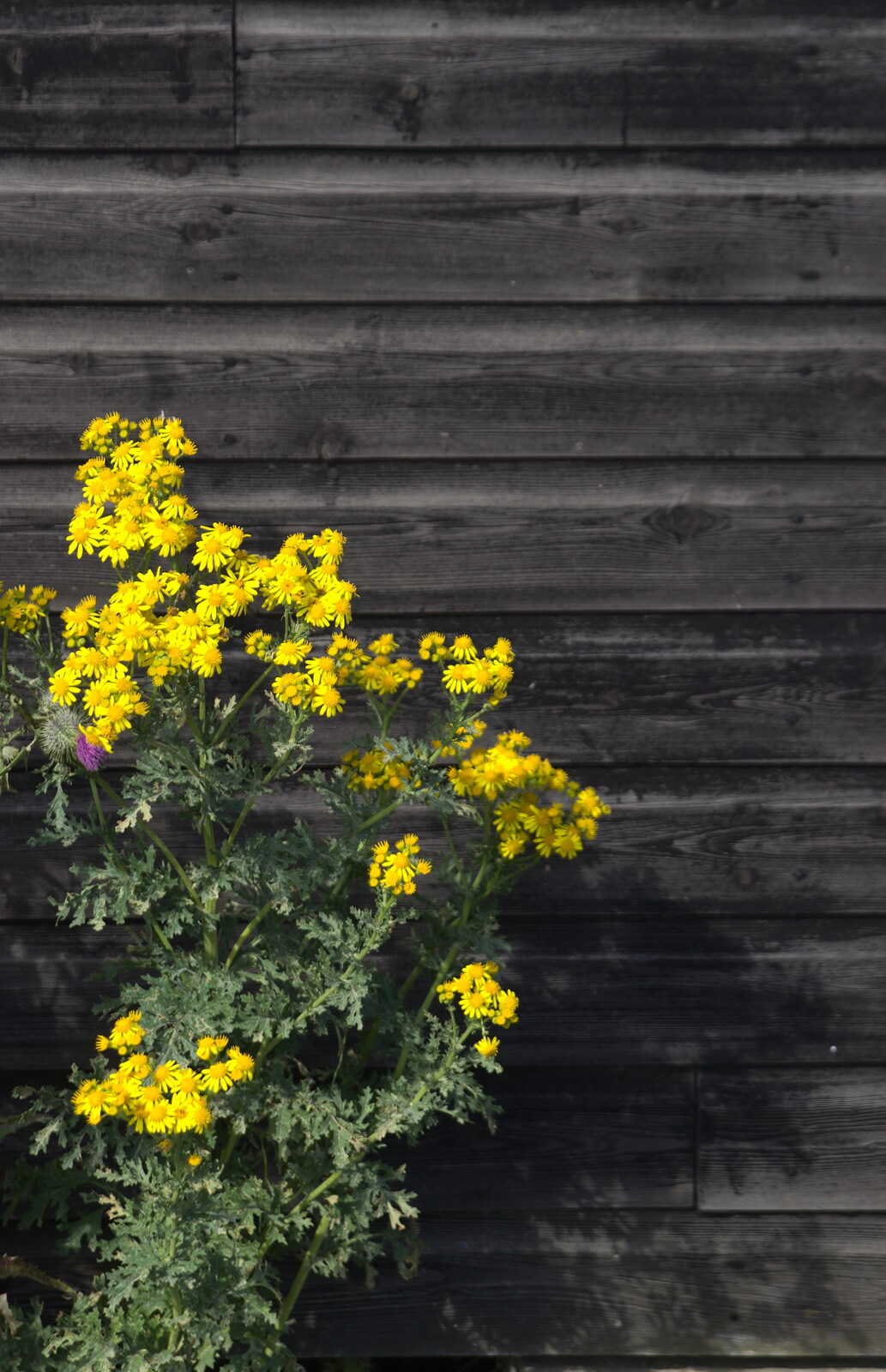 Yellow flowers on a black board wall from A Short Trip to Southwold, Suffolk - 24th July 2016