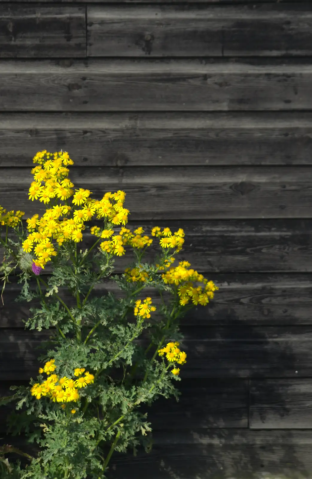 Yellow flowers on a black board wall, from A Short Trip to Southwold, Suffolk - 24th July 2016