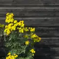 Yellow flowers on a black board wall, A Short Trip to Southwold, Suffolk - 24th July 2016