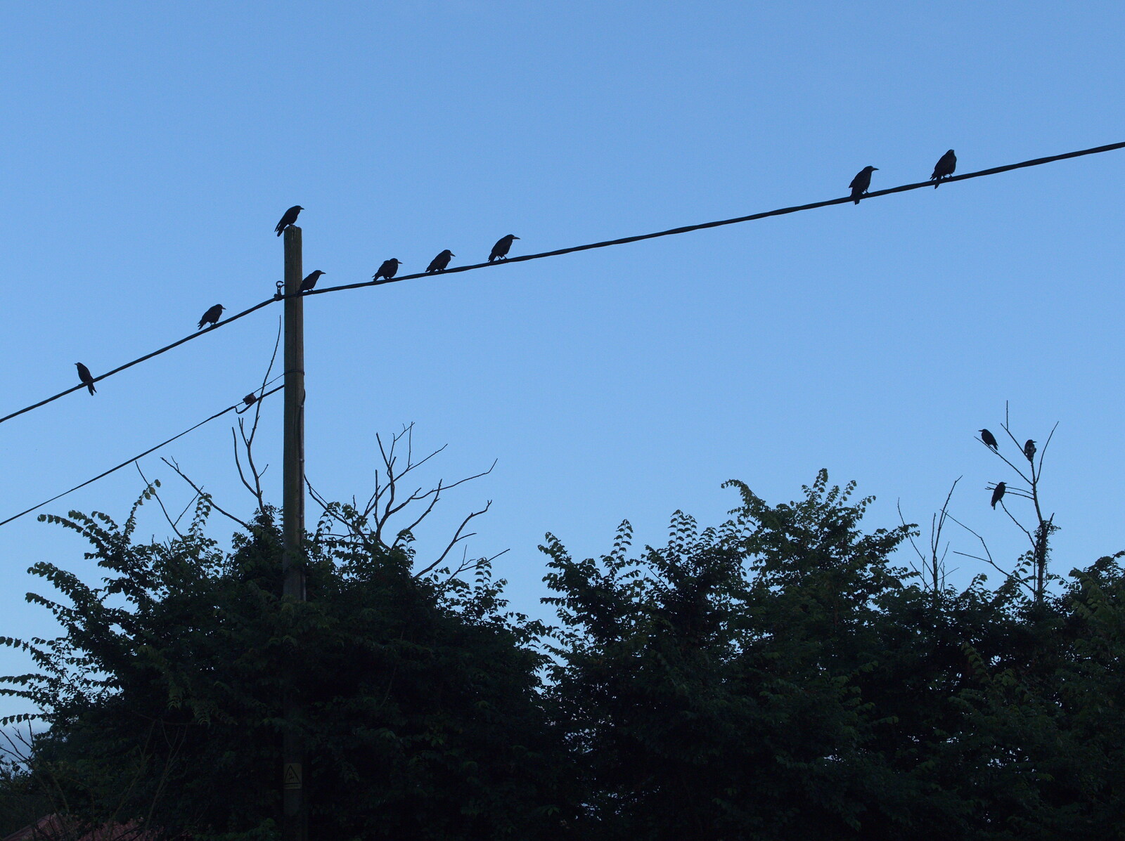 Birds like wires from The BSCC at the Jolly Porter, Station Road, Diss, Norfolk - 28th July 2016