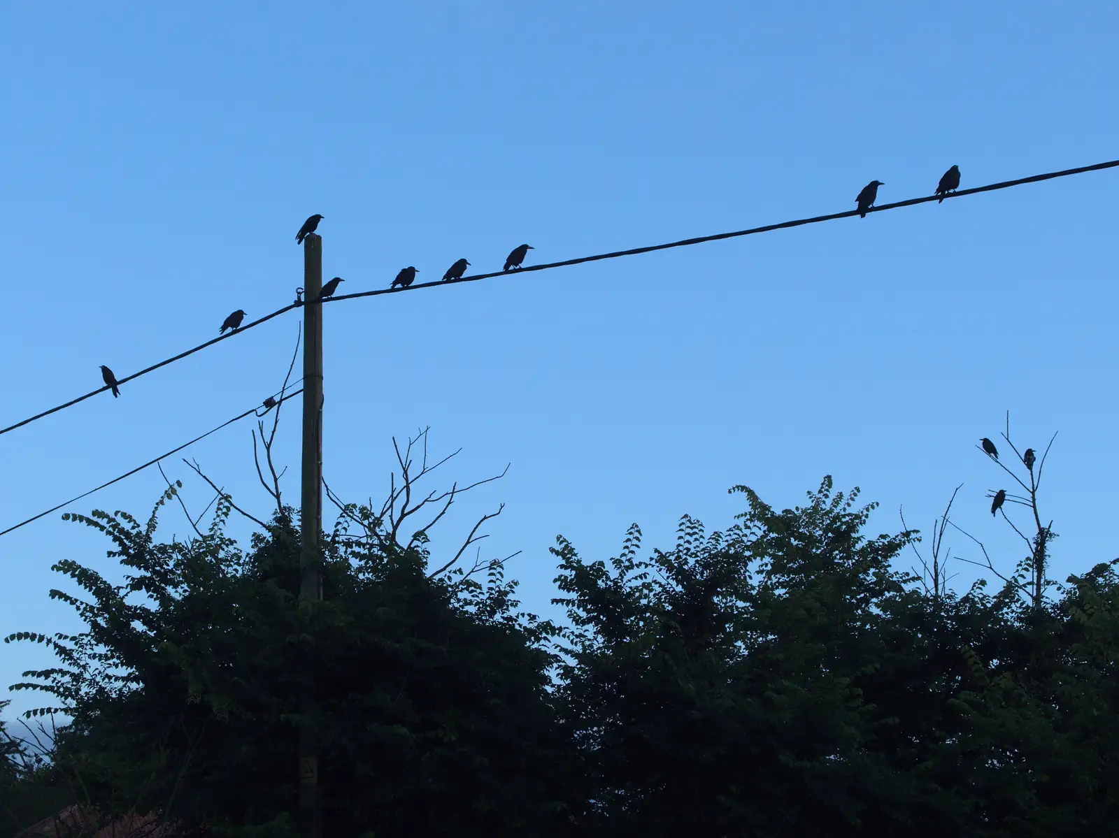 Birds like wires, from The BSCC at the Jolly Porter, Station Road, Diss, Norfolk - 28th July 2016