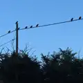 Birds like wires, The BSCC at the Jolly Porter, Station Road, Diss, Norfolk - 28th July 2016