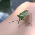 Fred finds a cool shield bug, Camping in West Runton, North Norfolk - 30th July 2016