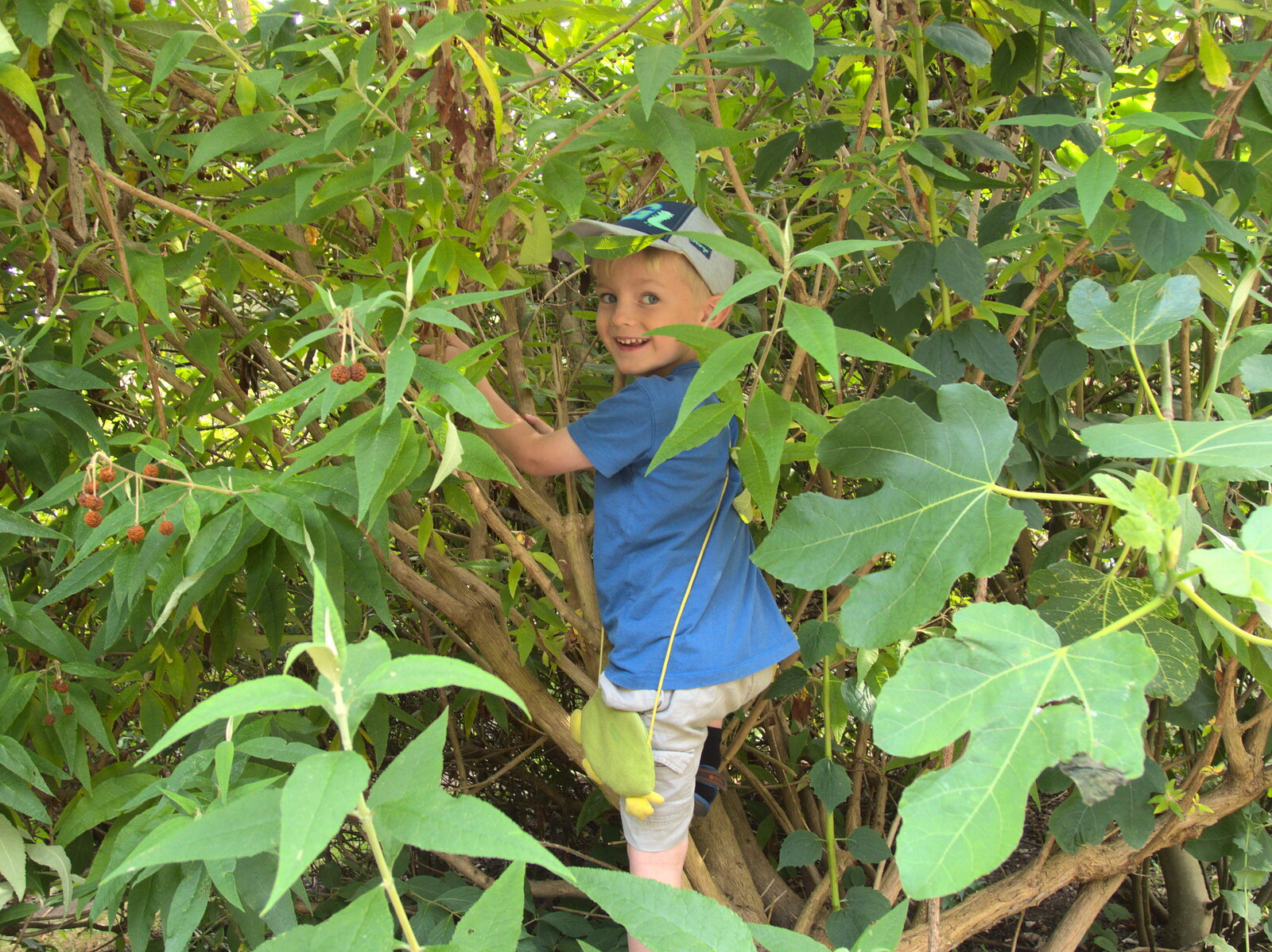Harry's up a tree from Camping in West Runton, North Norfolk - 30th July 2016