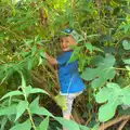 Harry's up a tree, Camping in West Runton, North Norfolk - 30th July 2016