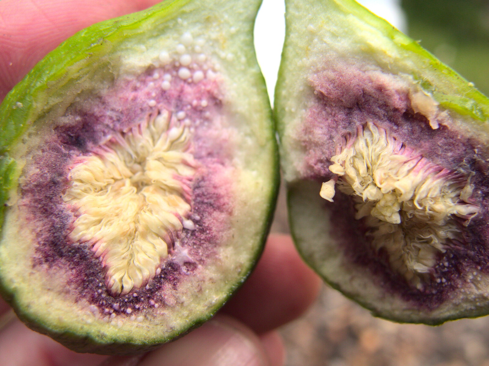 Camping in West Runton, North Norfolk - 30th July 2016: The insides of an unripe fig