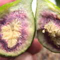 Camping in West Runton, North Norfolk - 30th July 2016, The insides of an unripe fig