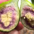 The insides of an unripe fig, Camping in West Runton, North Norfolk - 30th July 2016