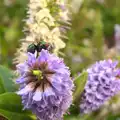 A fly on a flower, Camping in West Runton, North Norfolk - 30th July 2016