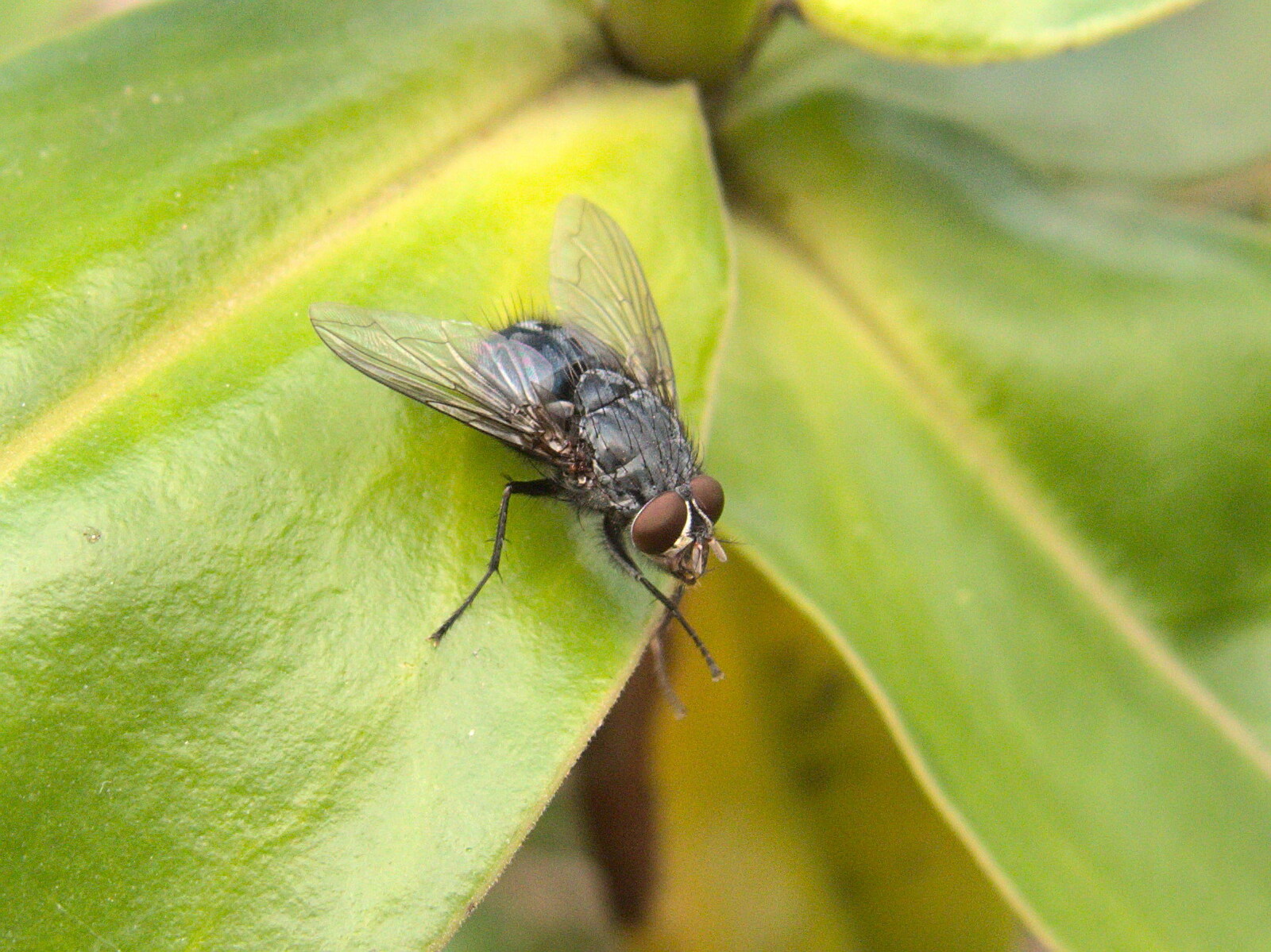 Giant fly, or small fly close-up? from Camping in West Runton, North Norfolk - 30th July 2016
