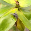 Giant fly, or small fly close-up?, Camping in West Runton, North Norfolk - 30th July 2016