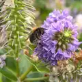 A bumble bee does its thing, Camping in West Runton, North Norfolk - 30th July 2016