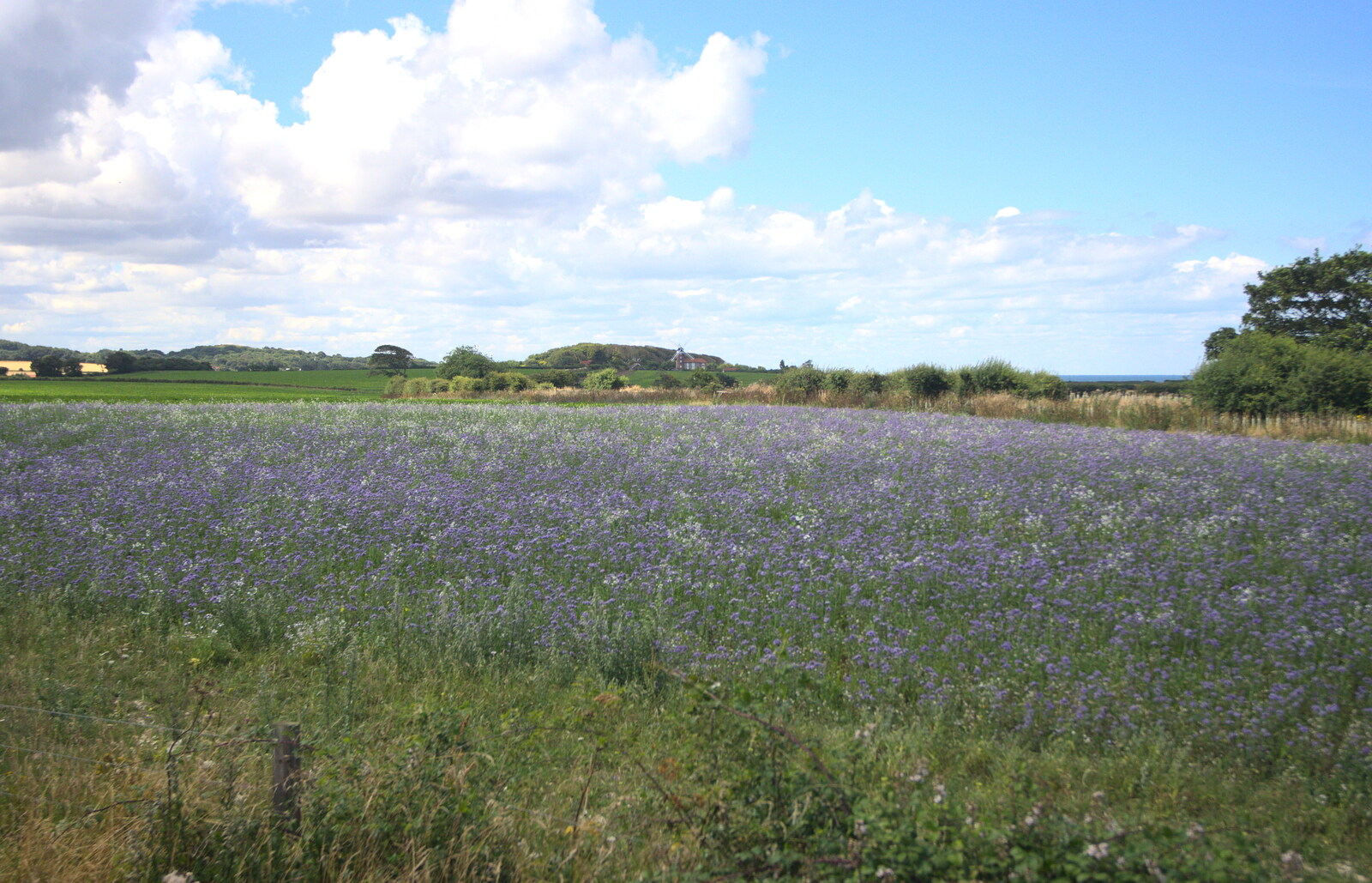 A purple field from Sheringham Steam, Sheringham, North Norfolk - 31st July 2016