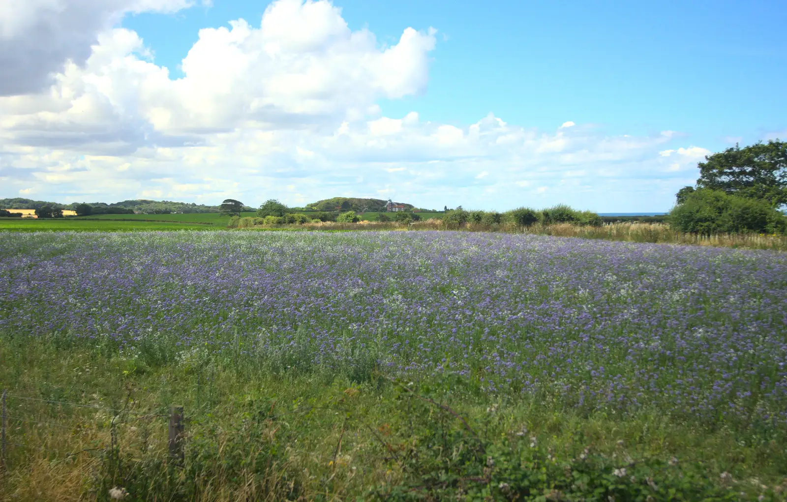 A purple field, from Sheringham Steam, Sheringham, North Norfolk - 31st July 2016