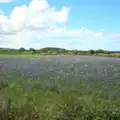 A purple field, Sheringham Steam, Sheringham, North Norfolk - 31st July 2016