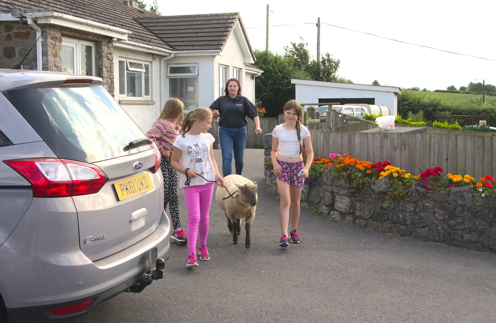 A sheep gets taken for a walk, from Camping With Sean, Ashburton, Devon - 8th August 2016