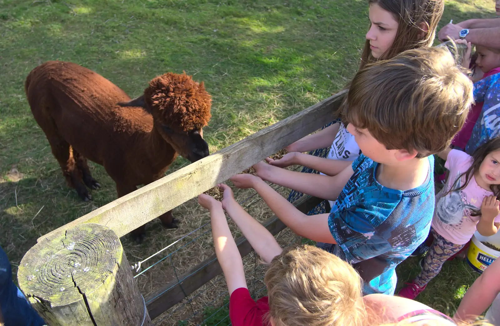 Fred and Rowan feed a llama, from Camping With Sean, Ashburton, Devon - 8th August 2016