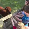 Fred and Rowan feed a llama, Camping With Sean, Ashburton, Devon - 8th August 2016