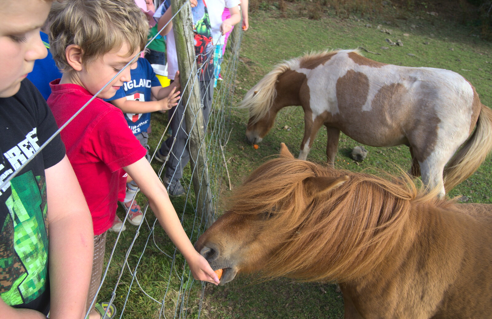 Feeding carrots to ponies from Camping With Sean, Ashburton, Devon - 8th August 2016