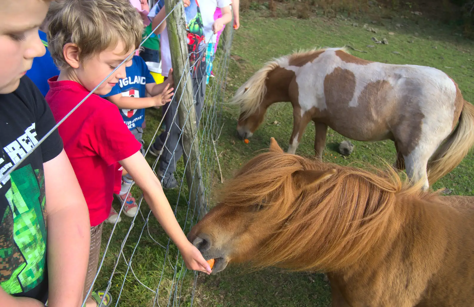 Feeding carrots to ponies, from Camping With Sean, Ashburton, Devon - 8th August 2016