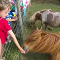 Feeding carrots to ponies, Camping With Sean, Ashburton, Devon - 8th August 2016