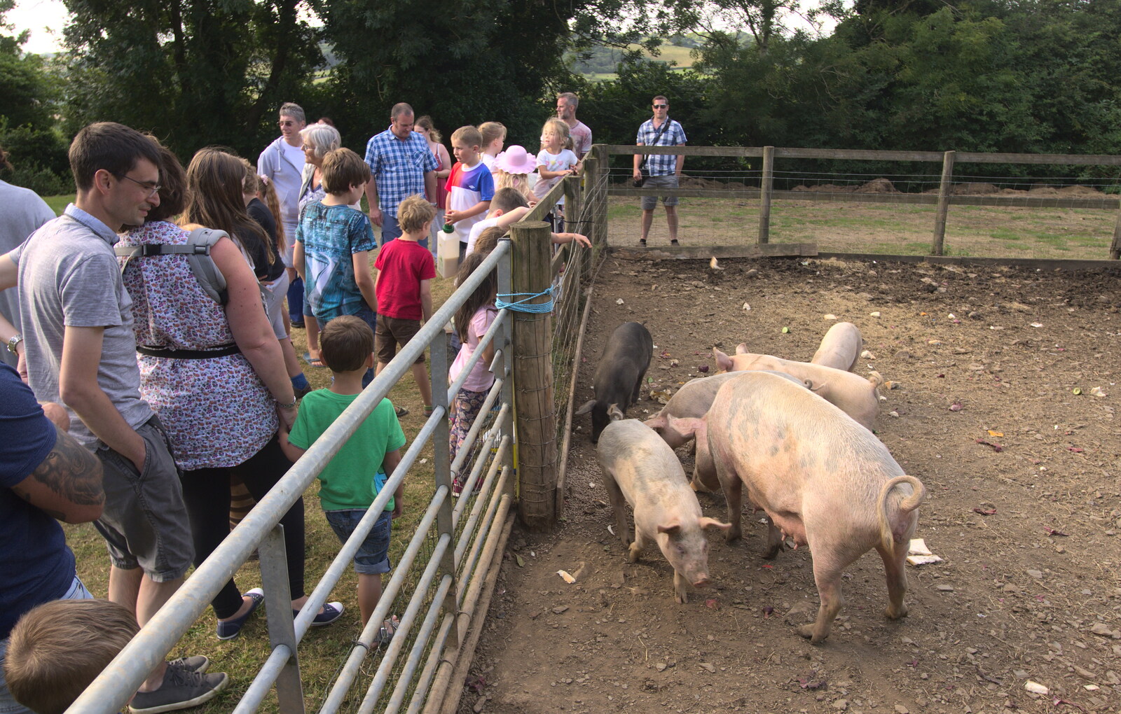A visit to the pigs from Camping With Sean, Ashburton, Devon - 8th August 2016