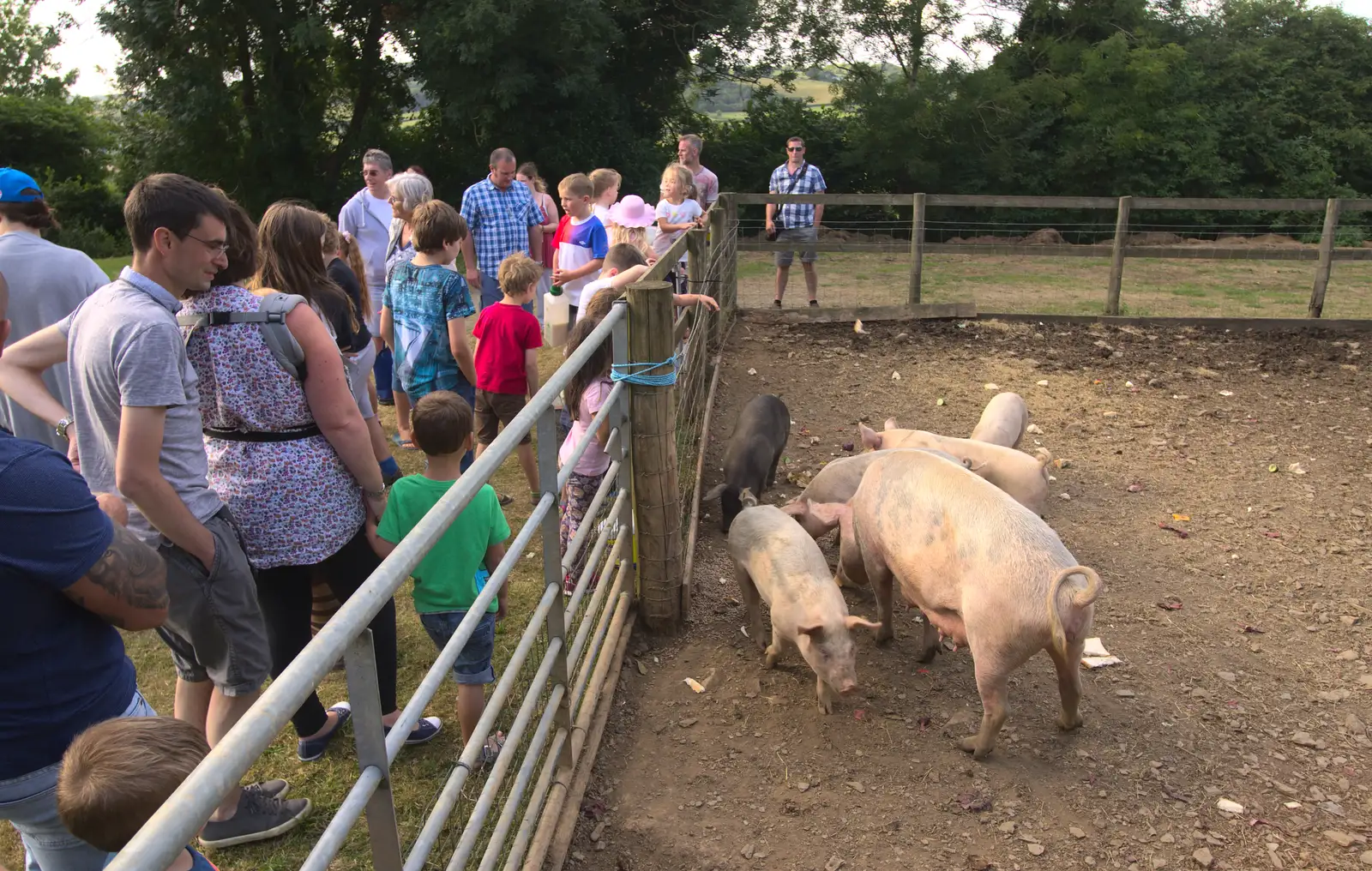 A visit to the pigs, from Camping With Sean, Ashburton, Devon - 8th August 2016