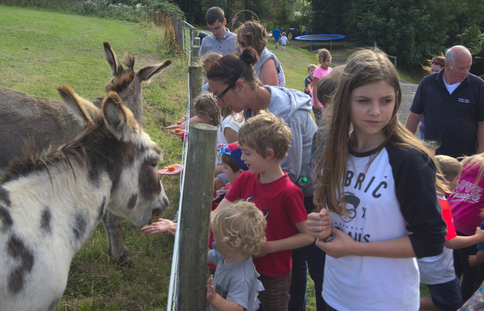 Fred feeds a donkey from Camping With Sean, Ashburton, Devon - 8th August 2016