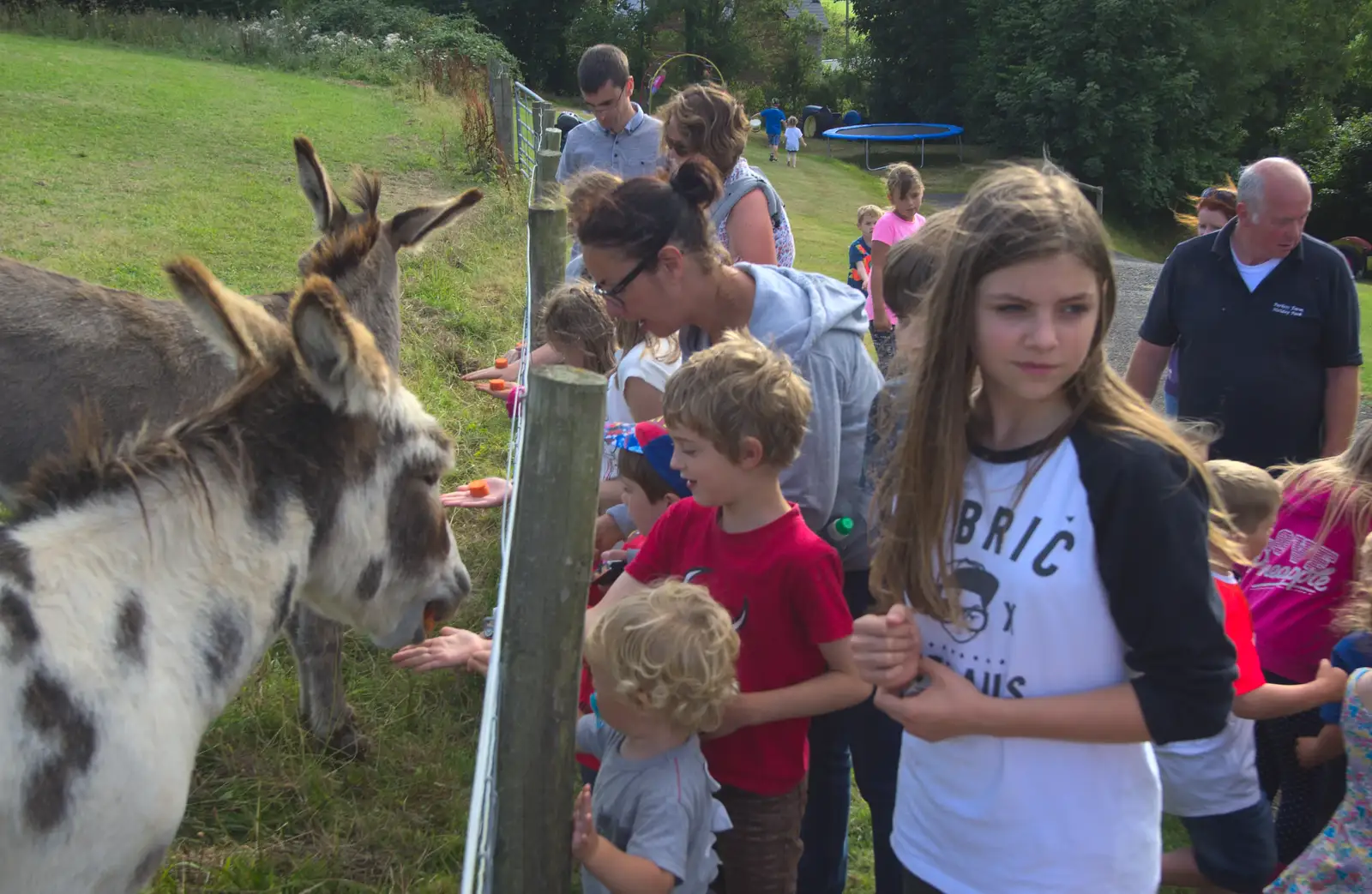 Fred feeds a donkey, from Camping With Sean, Ashburton, Devon - 8th August 2016