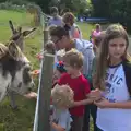 Fred feeds a donkey, Camping With Sean, Ashburton, Devon - 8th August 2016