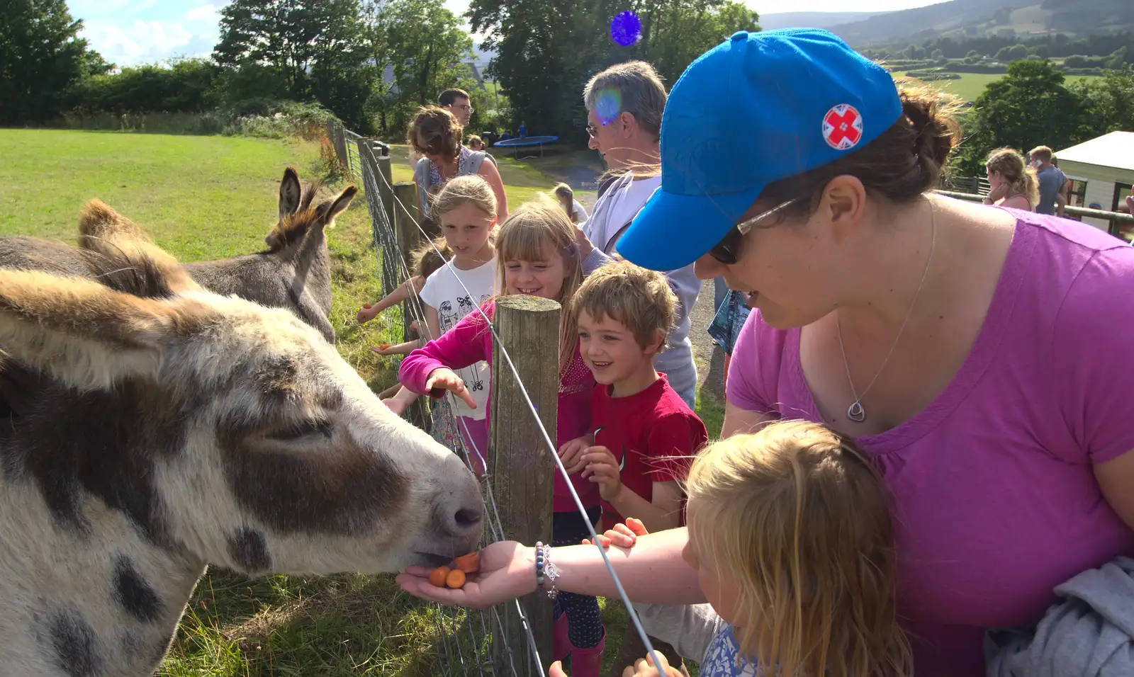 Donkey feeding, from Camping With Sean, Ashburton, Devon - 8th August 2016