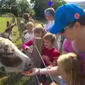 Donkey feeding, Camping With Sean, Ashburton, Devon - 8th August 2016