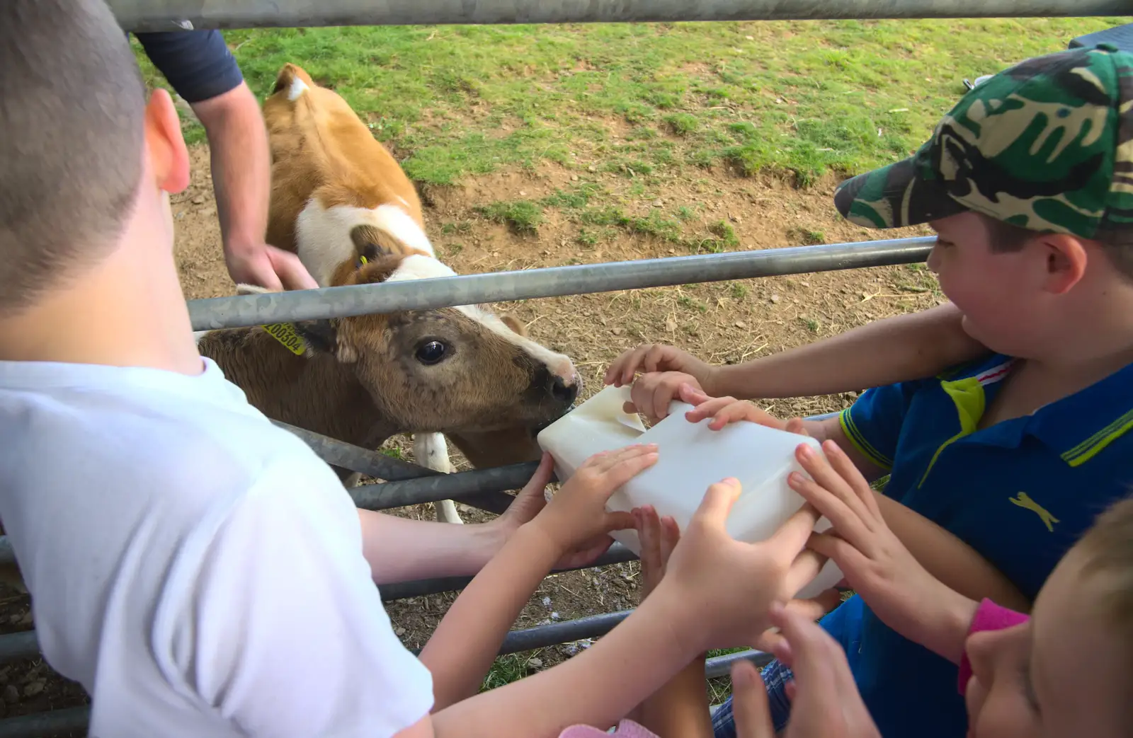 A calf gets some milk, from Camping With Sean, Ashburton, Devon - 8th August 2016