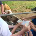 A calf gets some milk, Camping With Sean, Ashburton, Devon - 8th August 2016