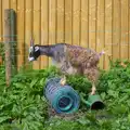 Goats like to stand on stuff, Badger's Holt and Bronze-Age Grimspound, Dartmoor, Devon - 10th August 2016