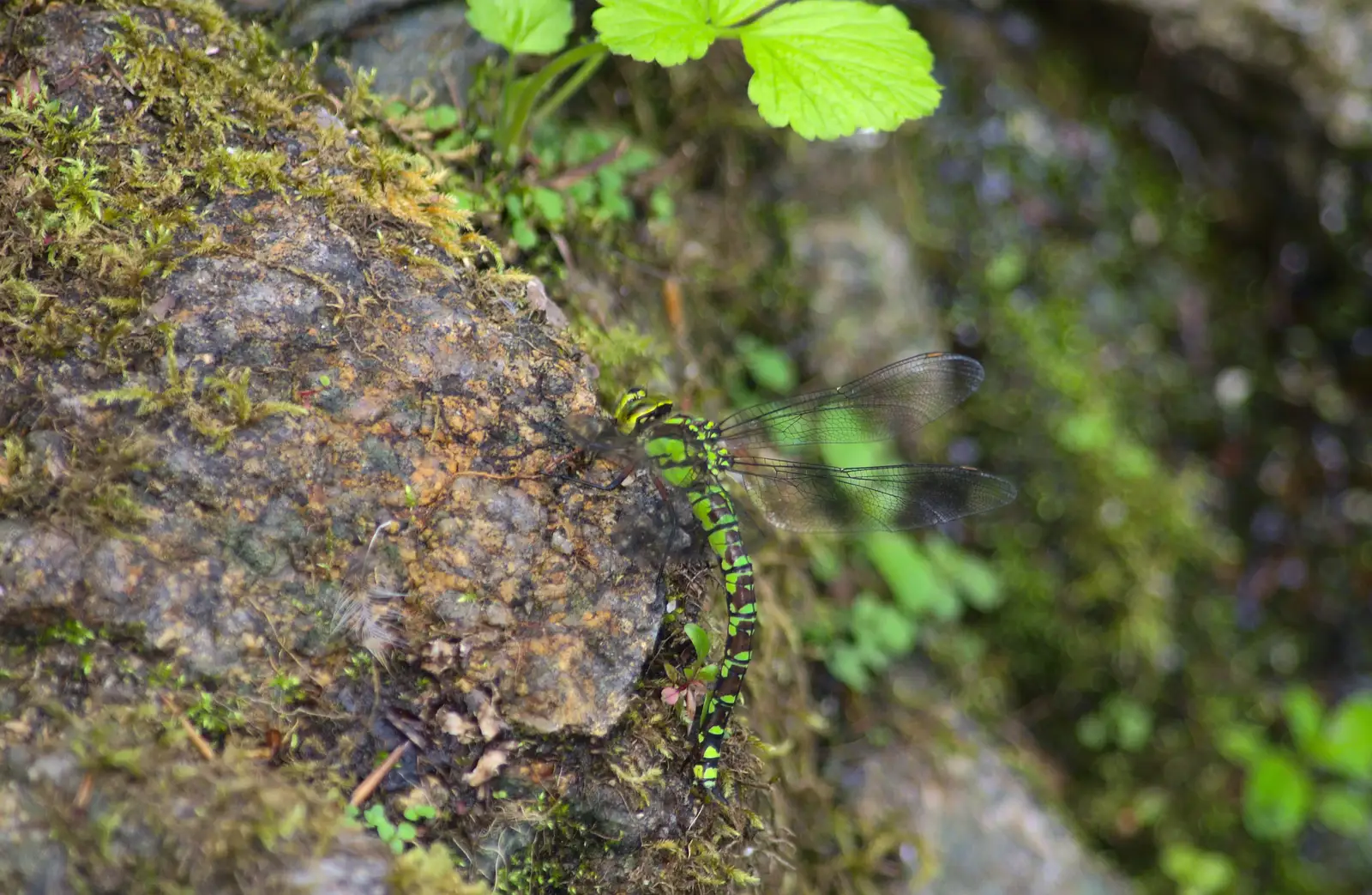 A dragonfly, from Badger's Holt and Bronze-Age Grimspound, Dartmoor, Devon - 10th August 2016