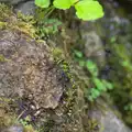 A dragonfly, Badger's Holt and Bronze-Age Grimspound, Dartmoor, Devon - 10th August 2016