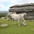 Sydney gets some photos of Dartmoor ponies, Badger's Holt and Bronze-Age Grimspound, Dartmoor, Devon - 10th August 2016