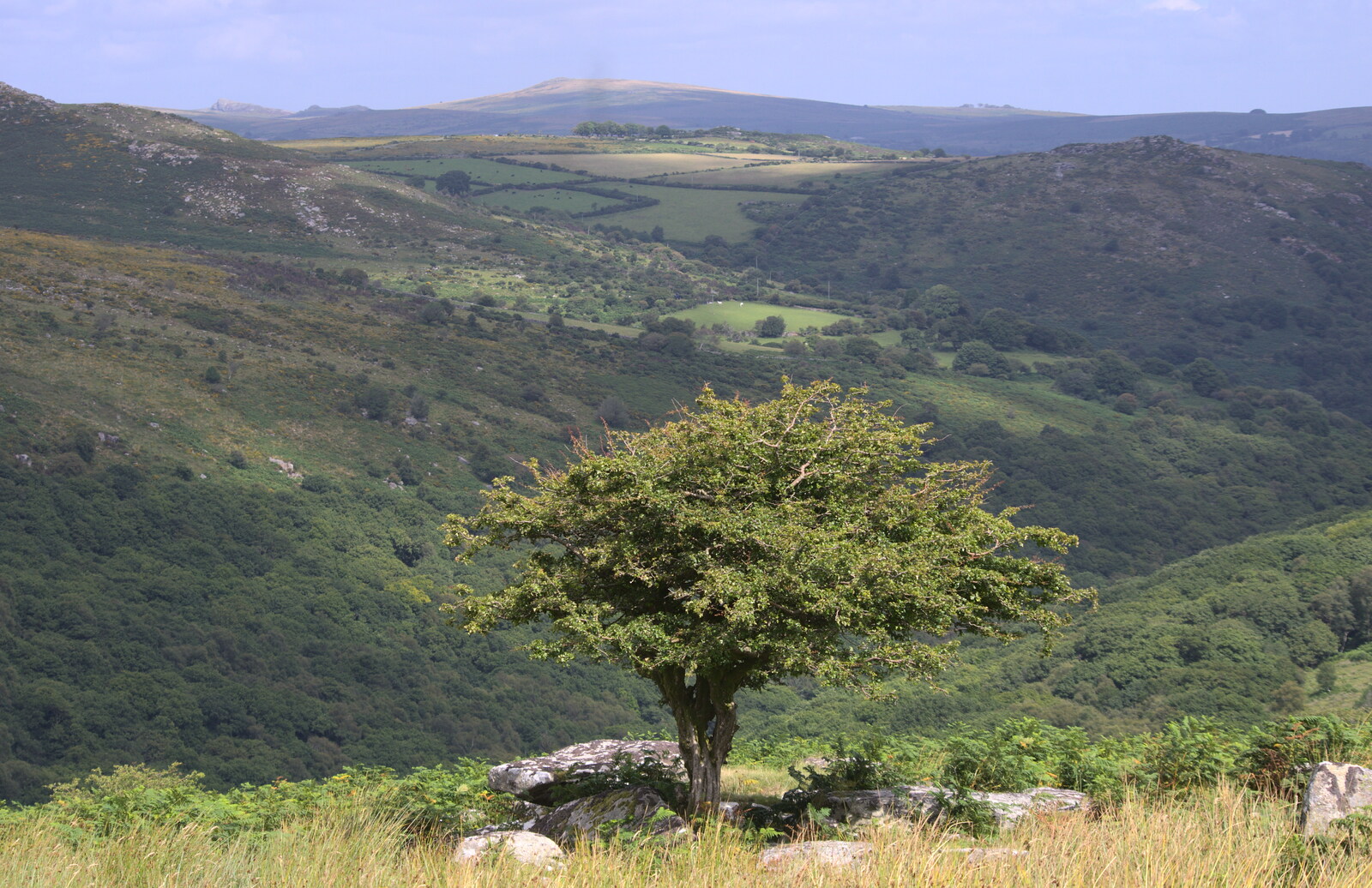 A lonely tree from Badger's Holt and Bronze-Age Grimspound, Dartmoor, Devon - 10th August 2016