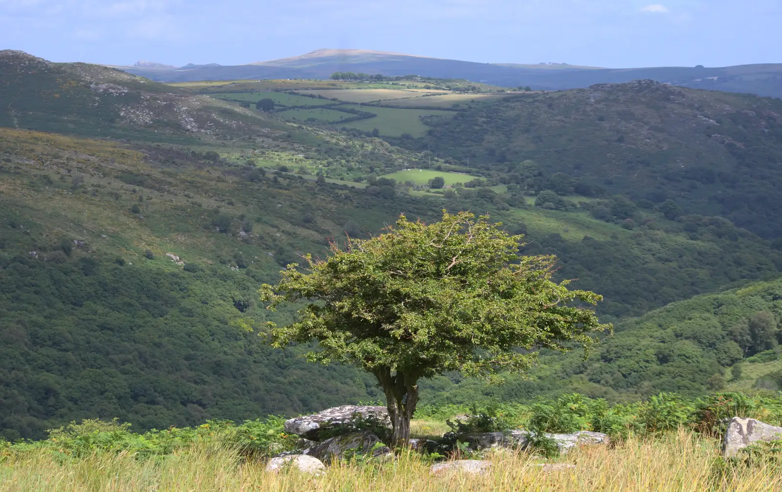 A lonely tree, from Badger's Holt and Bronze-Age Grimspound, Dartmoor, Devon - 10th August 2016