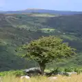 A lonely tree, Badger's Holt and Bronze-Age Grimspound, Dartmoor, Devon - 10th August 2016