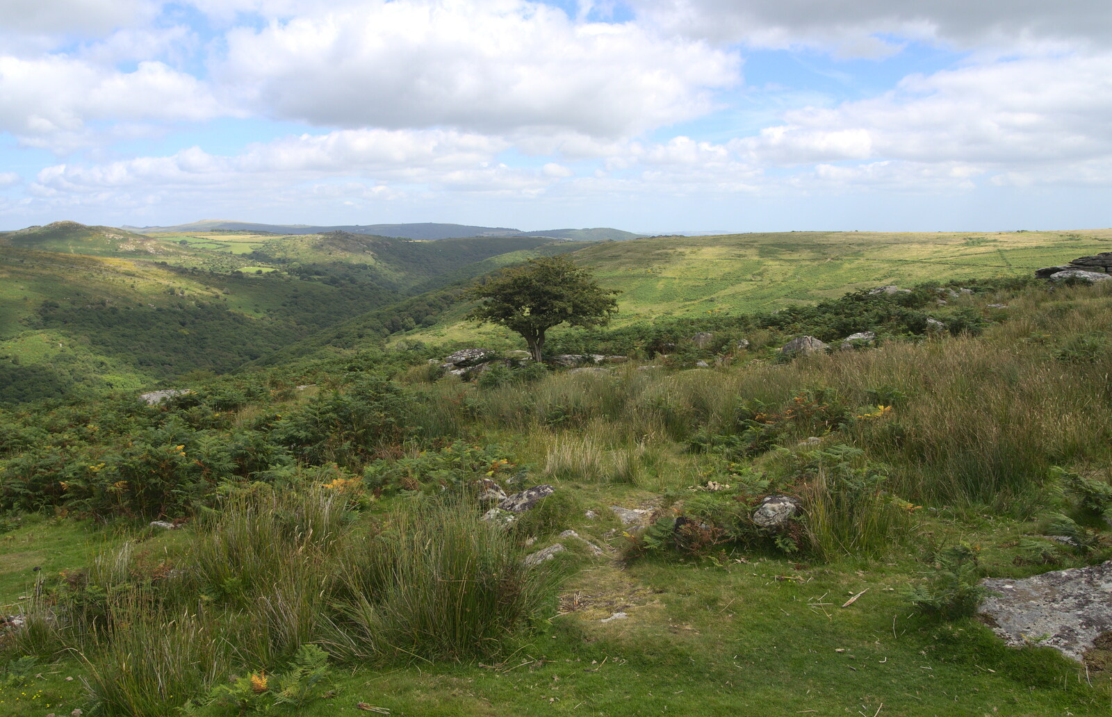 Solitary tree from Badger's Holt and Bronze-Age Grimspound, Dartmoor, Devon - 10th August 2016