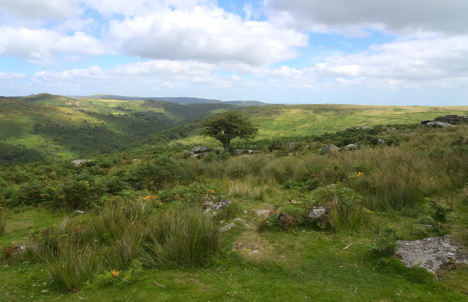 A solitary tree, from Badger's Holt and Bronze-Age Grimspound, Dartmoor, Devon - 10th August 2016