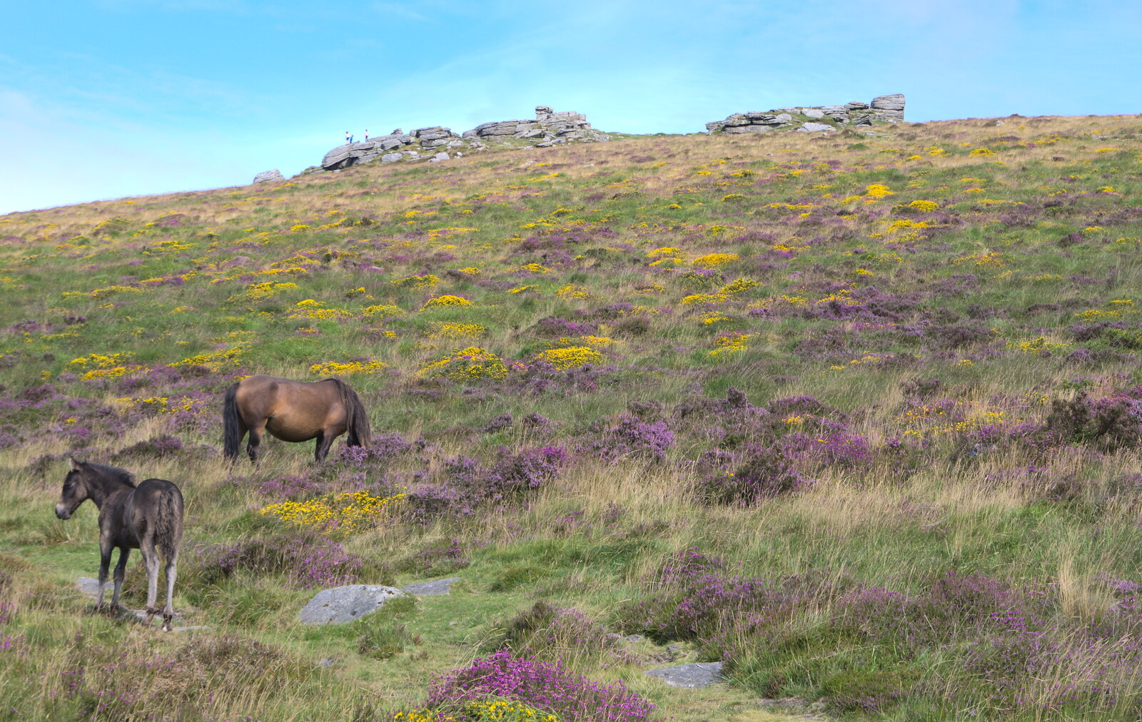 Ponies, purple heather, gorse and Hookney Tor from Badger's Holt and Bronze-Age Grimspound, Dartmoor, Devon - 10th August 2016