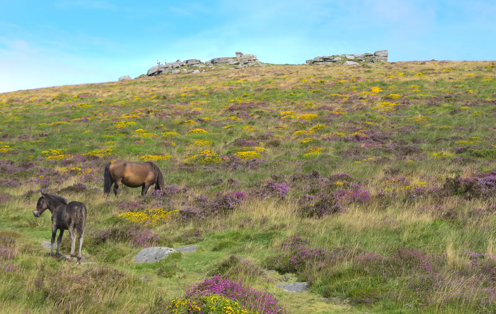 Ponies, purple heather, gorse and Hookney Tor, from Badger's Holt and Bronze-Age Grimspound, Dartmoor, Devon - 10th August 2016