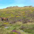 Ponies, purple heather, gorse and Hookney Tor, Badger's Holt and Bronze-Age Grimspound, Dartmoor, Devon - 10th August 2016