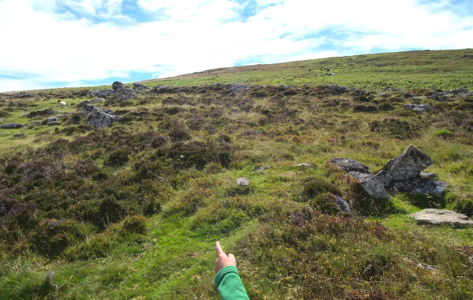 Fred points the way, from Badger's Holt and Bronze-Age Grimspound, Dartmoor, Devon - 10th August 2016