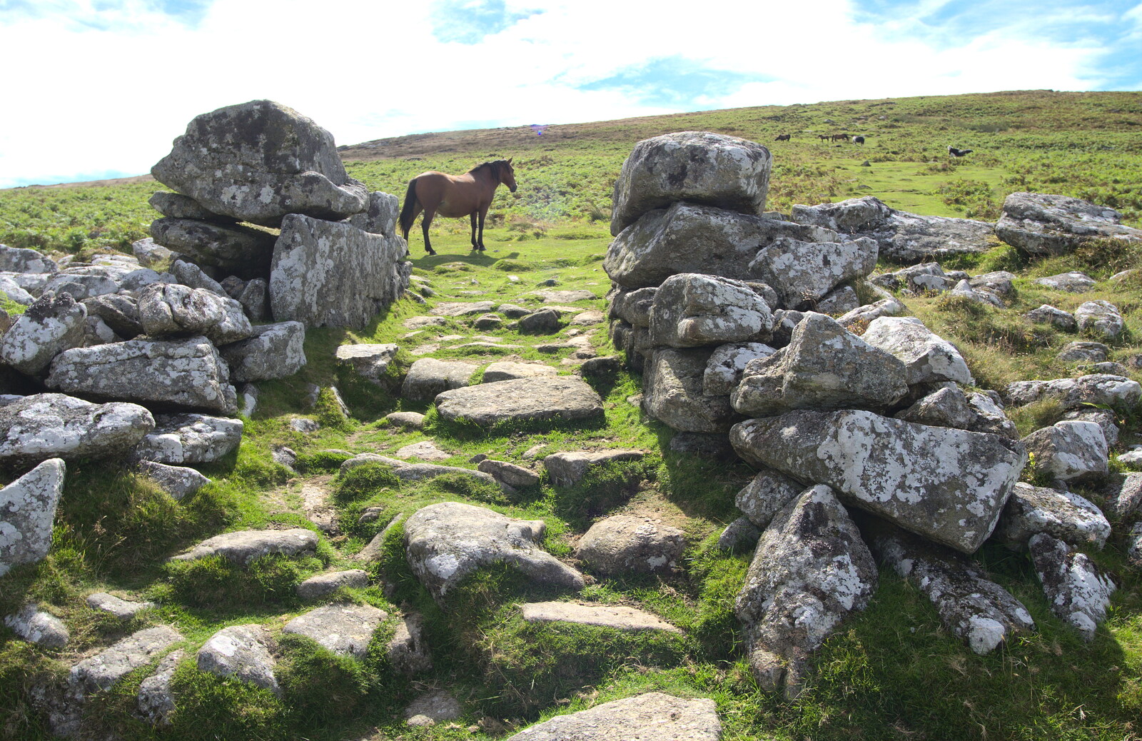 A pony by the settlement entrance from Badger's Holt and Bronze-Age Grimspound, Dartmoor, Devon - 10th August 2016