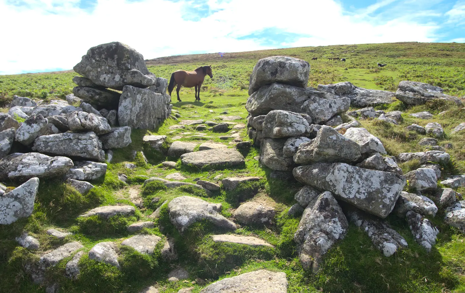 A pony by the settlement entrance, from Badger's Holt and Bronze-Age Grimspound, Dartmoor, Devon - 10th August 2016